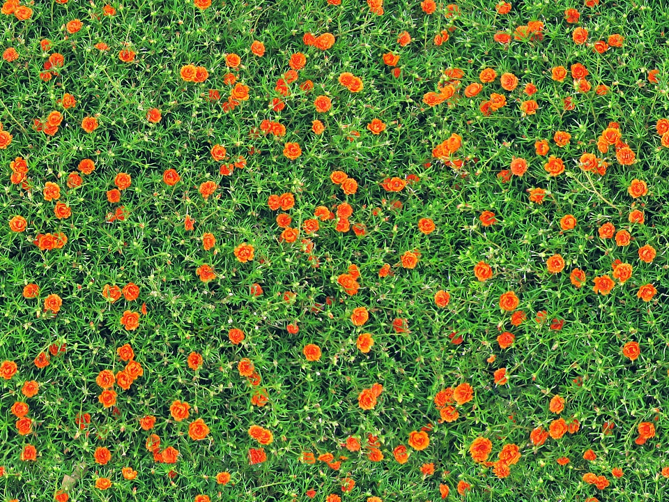 Flowers seamless texture
