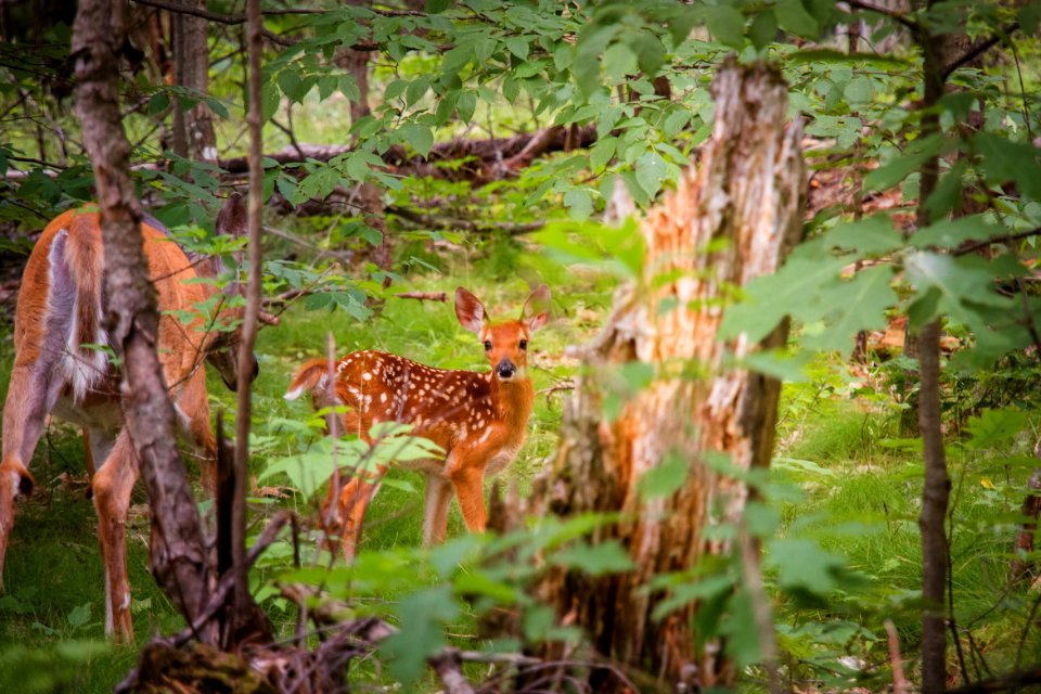 Selective Focus Photography Of Does