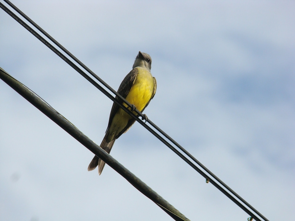 Ceu bird tropical birds