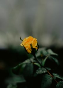 Selective Focus Photography Of Yellow Rose photo