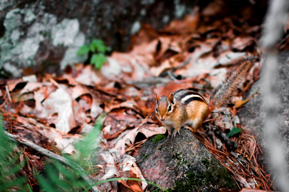 Brown And Black Squirrel On Gray Rock