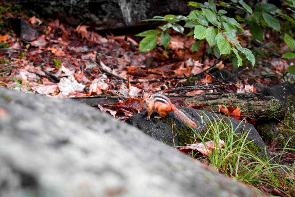 Selective Focus Of Squirrel