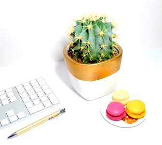 Cactus And Three Macaroons