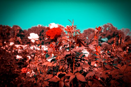 Red And White Roses