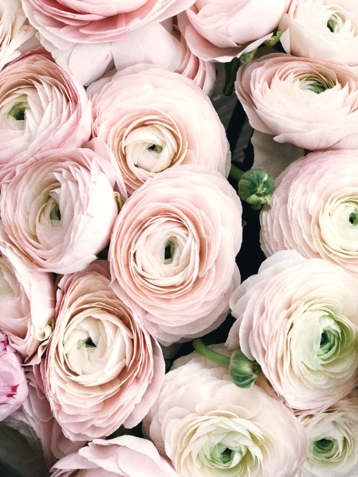Close-up Photography Of Pink Petaled Flowers
