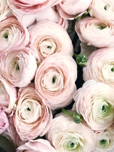 Close-up Photography Of Pink Petaled Flowers