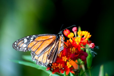Butterfly On A Flower