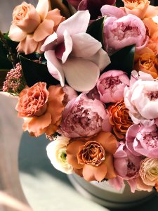 White Brown And Purple Petaled Flowers