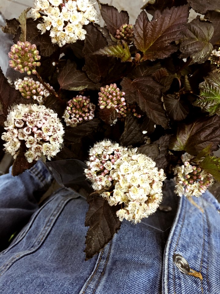 White Petaled Flowers