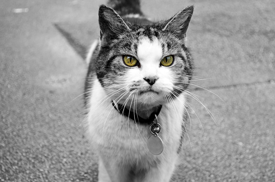 Cat character curiosity
