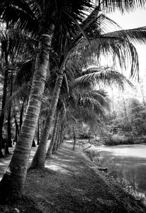 Grayscale Photography Of Coconut Trees Beside Body Of Water