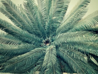 Palm Tree photo