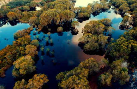 Aerial View Photography Of Green Leaf Trees Surrounded By Body Of Water At Daytime