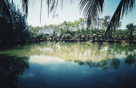 Photo Of Coconut Trees Near Lake photo