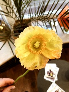 Yellow Poppy Flower In Closeup Photography photo