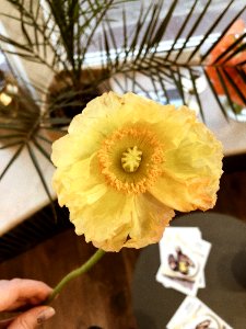 Yellow Poppy Flower In Closeup Photography