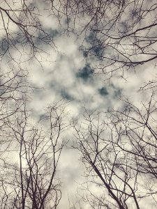 Sky Branch Tree Cloud photo