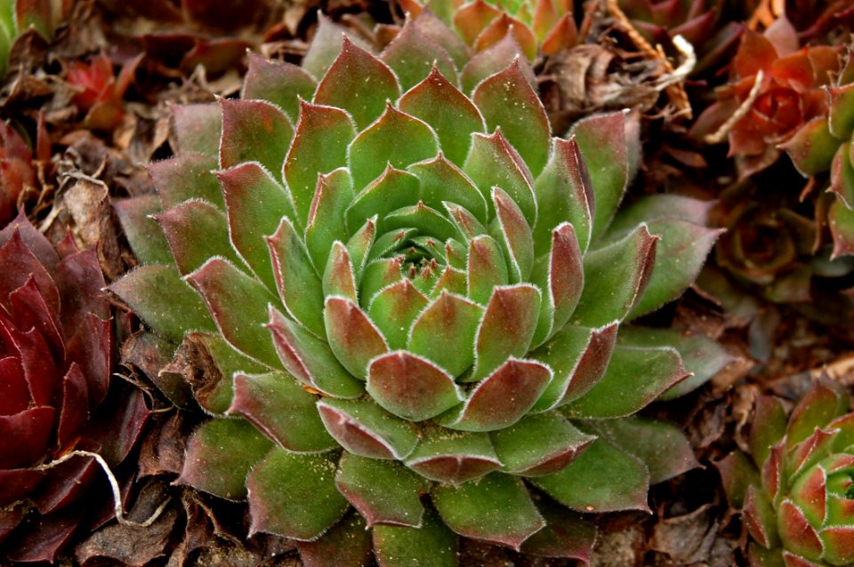 Plant Vegetation Flora Flower