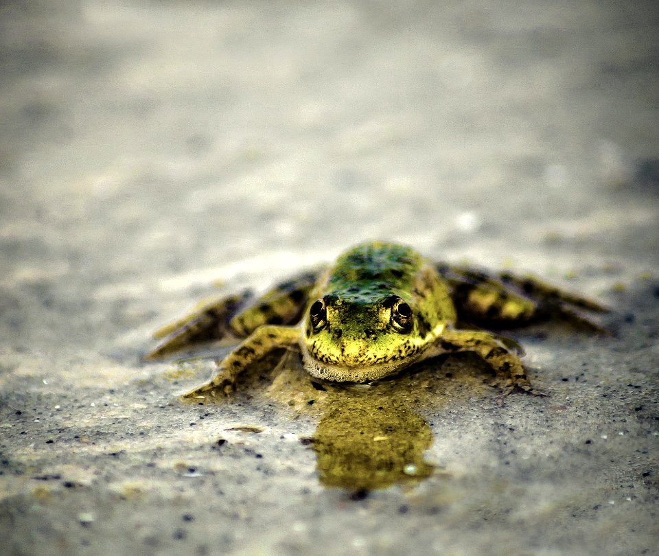 Amphibian Toad Fauna Frog