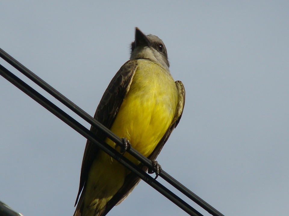 Tropical bird sky nature