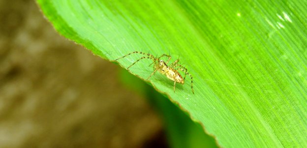 Insect Leaf Close Up Pest photo