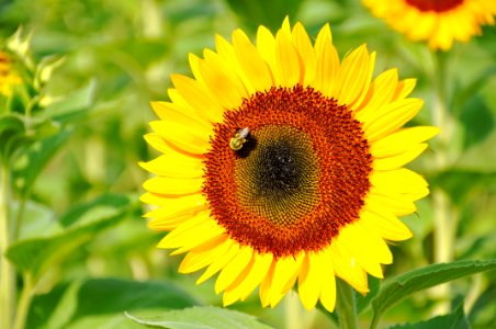 Flower Sunflower Yellow Nectar photo