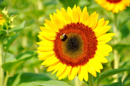 Flower Sunflower Yellow Nectar