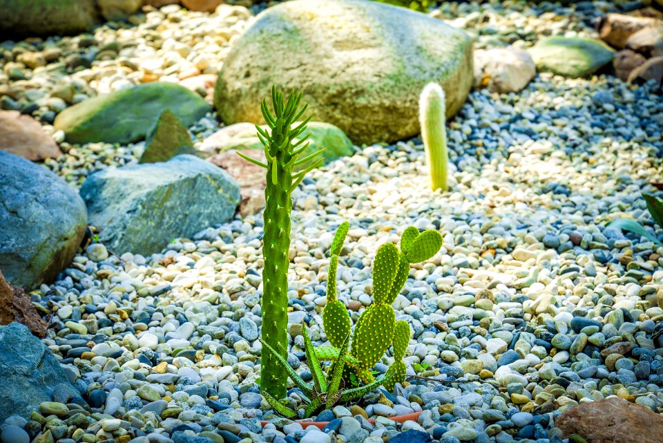 Plant Pebble Grass Seaweed
