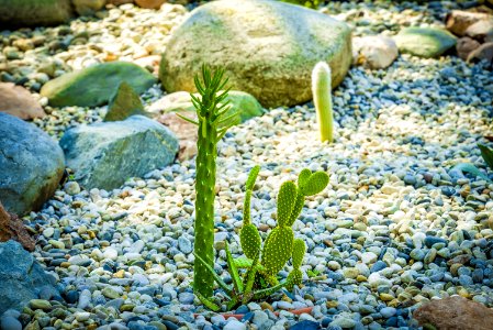 Plant Pebble Grass Seaweed