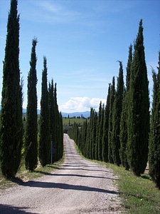 Tuscany treetops italy photo