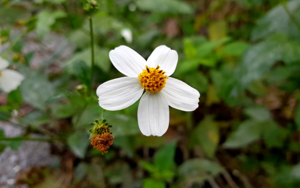 Flower Flora Plant Wildflower
