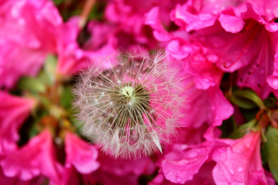 Flower Pink Flora Plant