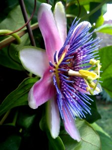 Flower Plant Passion Flower Family Passion Flower photo