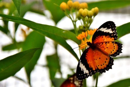 Butterfly Insect Moths And Butterflies Brush Footed Butterfly photo