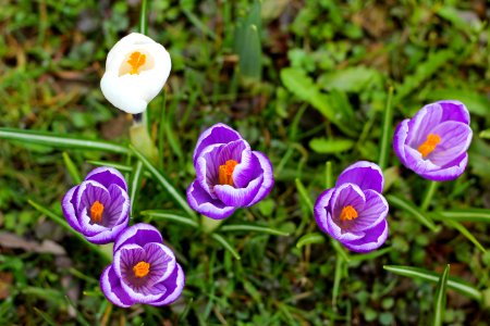 Flower Plant Crocus Flora