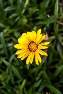 Flower Yellow Flora Plant