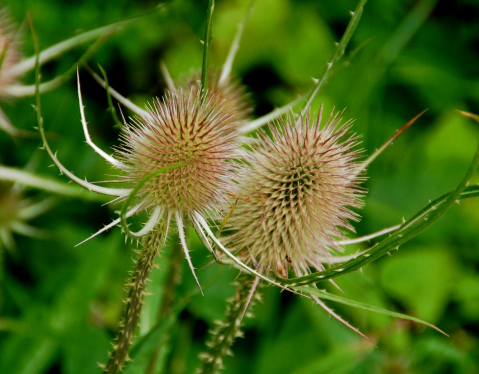 Plant Flora Thistle Flower