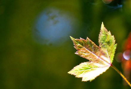 Leaf Vegetation Autumn Macro Photography photo