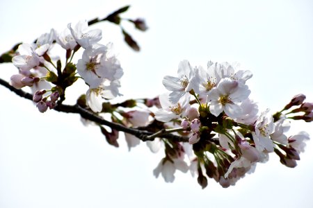 Blossom Branch Flower Cherry Blossom photo