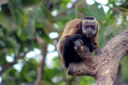 Fauna Mammal New World Monkey Primate