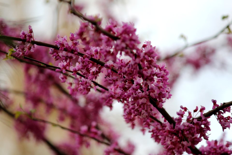 Pink Blossom Purple Branch