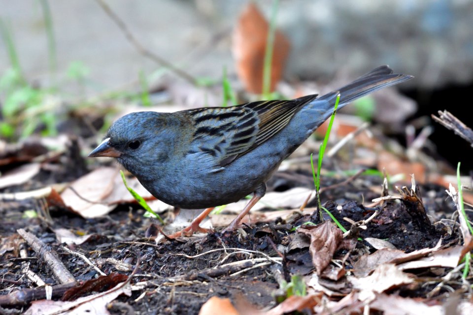 Bird Fauna Beak Finch photo