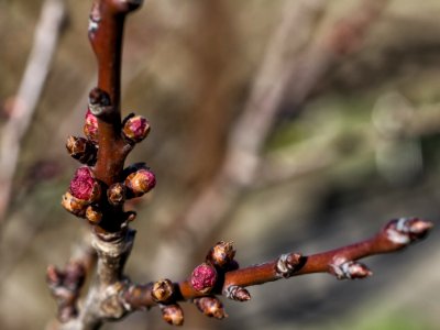 Branch Bud Twig Spring