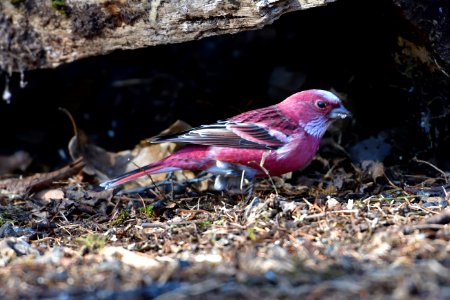 Bird Fauna Beak Finch photo