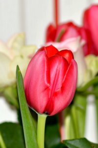Flower Tulip Flowering Plant Plant photo