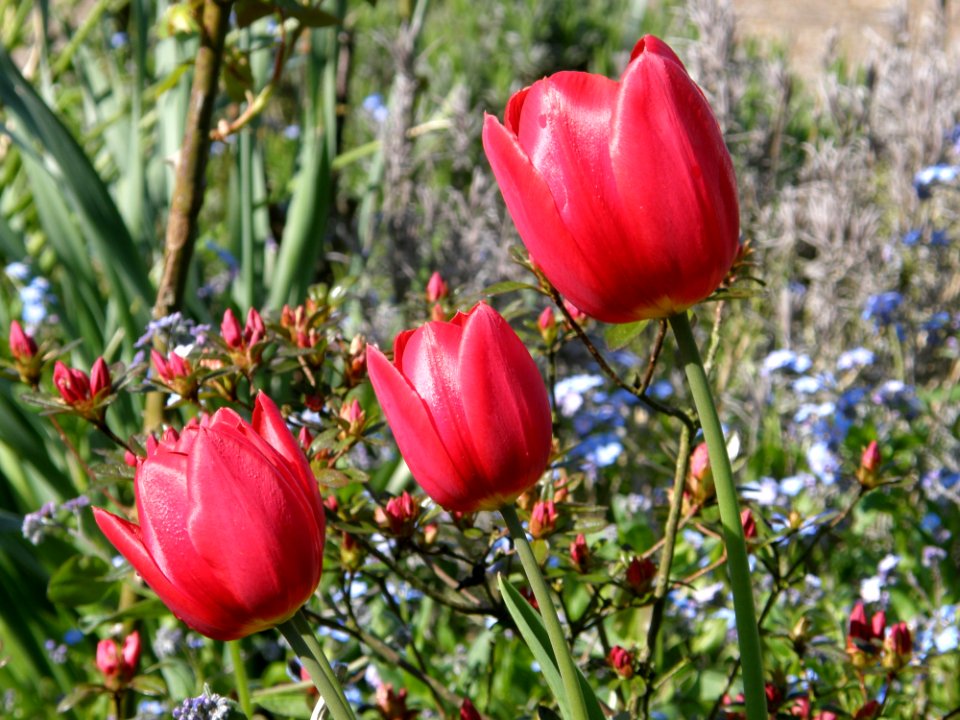 Flower Plant Flowering Plant Tulip