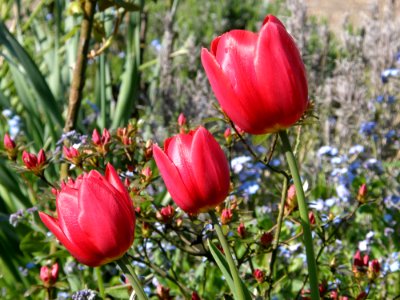 Flower Plant Flowering Plant Tulip