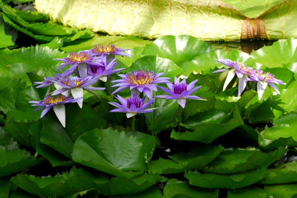 Flower Plant Flora Aquatic Plant