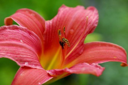 Lily Flower Daylily Close Up photo