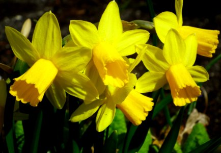 Flower Plant Yellow Flowering Plant photo